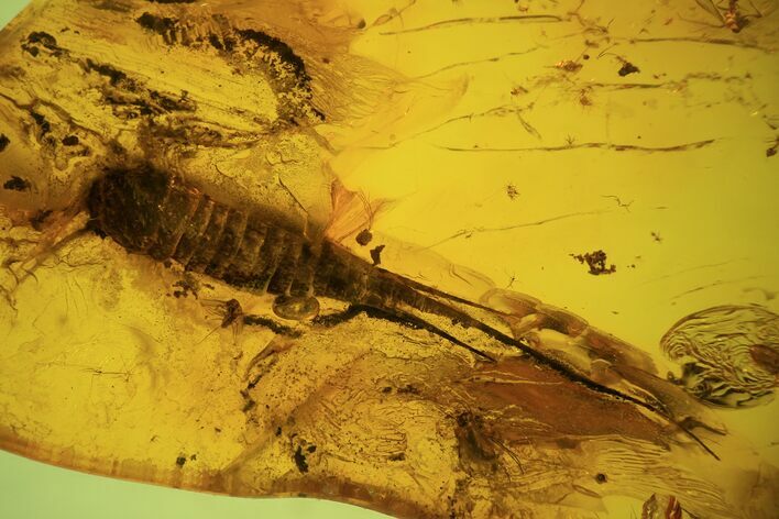 Phenomenal Fossil Bristletail (Archaeognatha) In Baltic Amber #73323